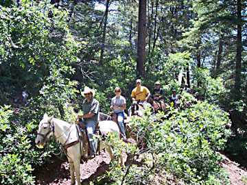 trail riding in the woods